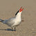 Caspian Tern